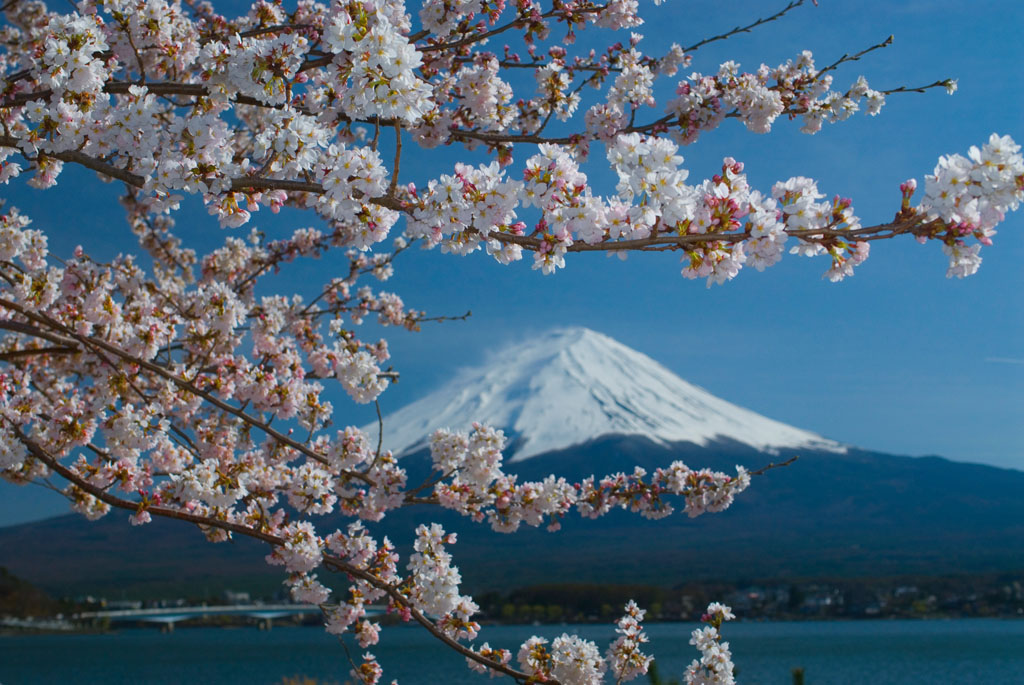 170329 富士と桜(yam0060-049)2.jpg